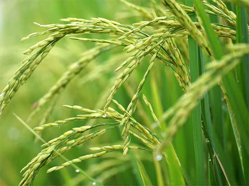 New investment for the industrialization of rice cultivation in the country