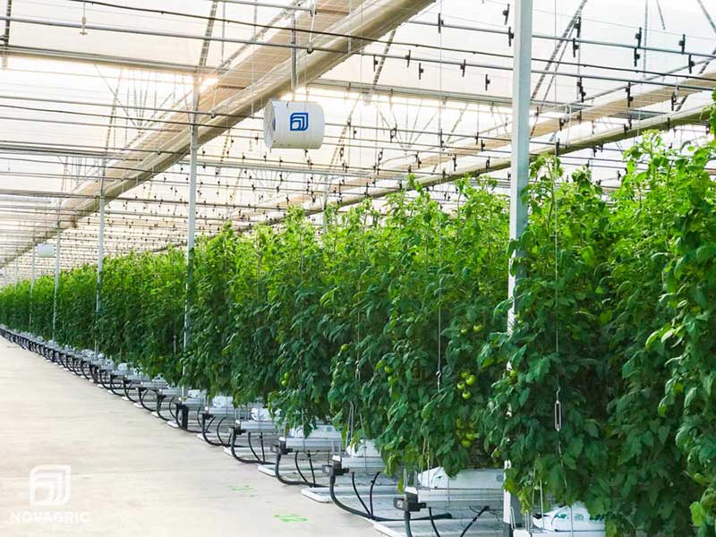 Greenhouses of the FAO project
