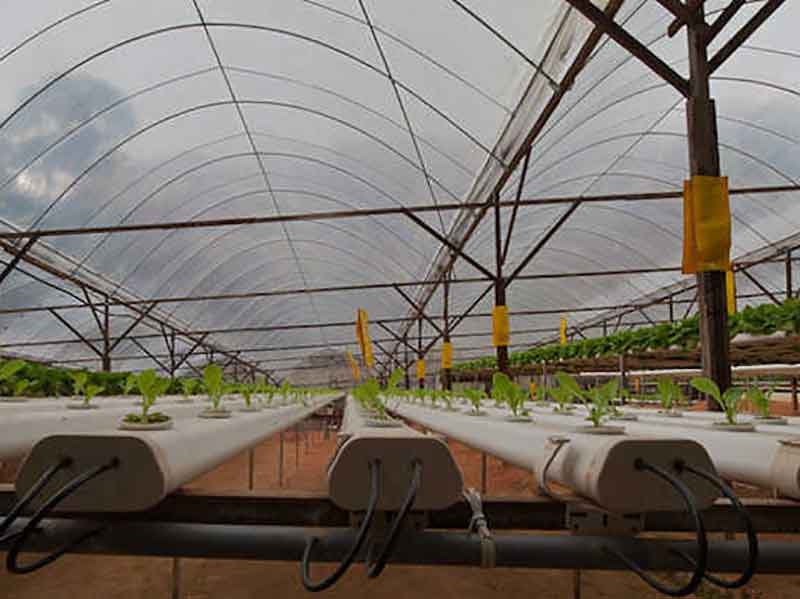 Hydroponic growing medium in the greenhouse