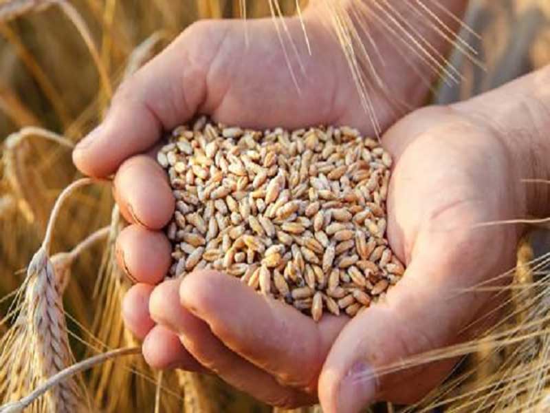 We are trying to improve the purchase price of wheat