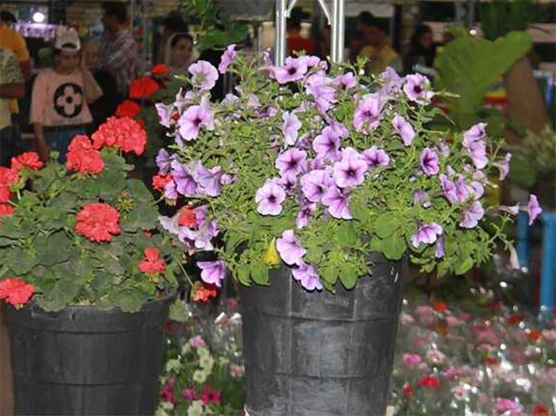 A specialized exhibition of flowers and ornamental plants was opened in Shahrekord