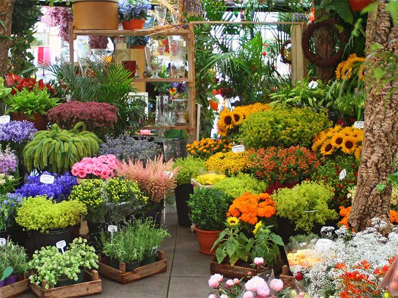 Production of 30 million flower pots and ornamental plants in Golestan