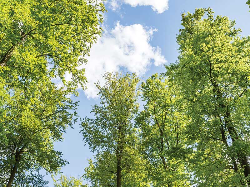 تم تخصيص 240 مليار تومان لخطة زراعة مليار شجرة