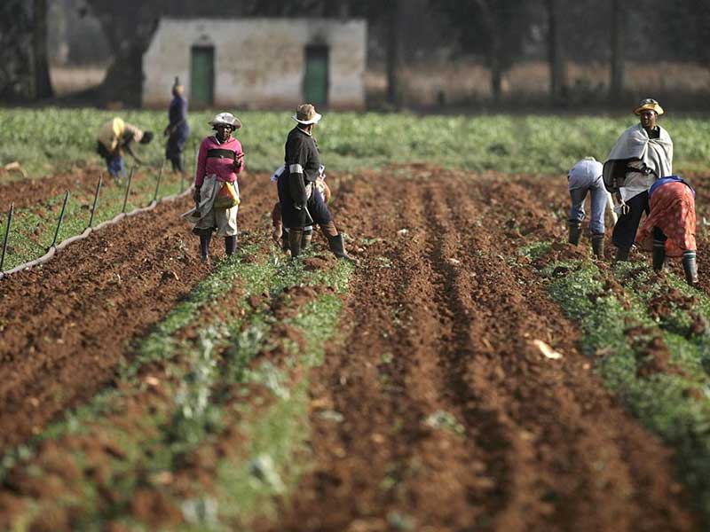 وزیر جهاد کشاورزی:  مطالبات کشاورزان بزودی پرداخت می‌شود