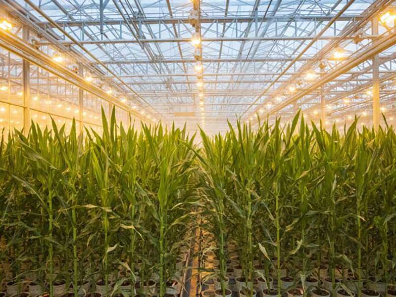 Designing the auxiliary light system of the corn greenhouse