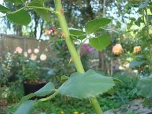 ساده ترین روش تکثیر گل رز به روش خواباندن در هوا (همراه تصاویر)