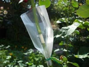 ساده ترین روش تکثیر گل رز به روش خواباندن در هوا (همراه تصاویر)
